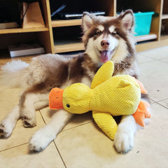 Dog Calming Duck